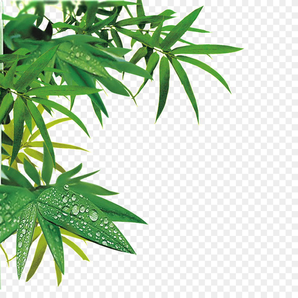 Hermoso De Y Hojas De De Alta Definicion, Leaf, Plant, Green, Vegetation Free Png Download