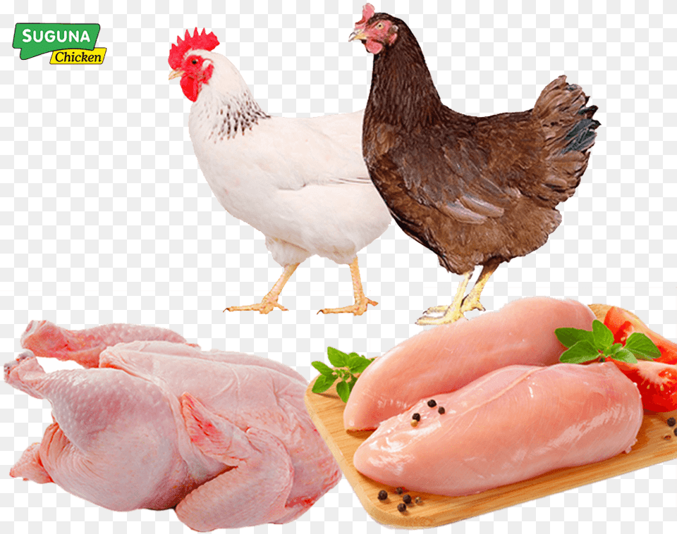 Hero Image Fresh Chicken Breast, Animal, Bird, Fowl, Poultry Png