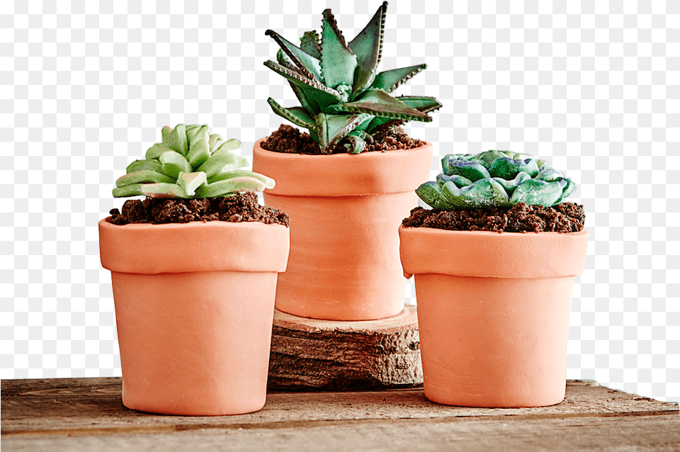 Hero Succulents Terracota, Jar, Plant, Planter, Potted Plant Png Image