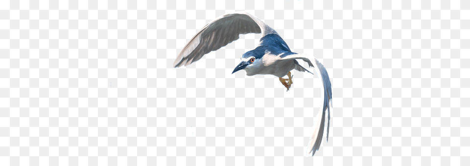 Heron Animal, Bird, Flying, Seagull Free Png