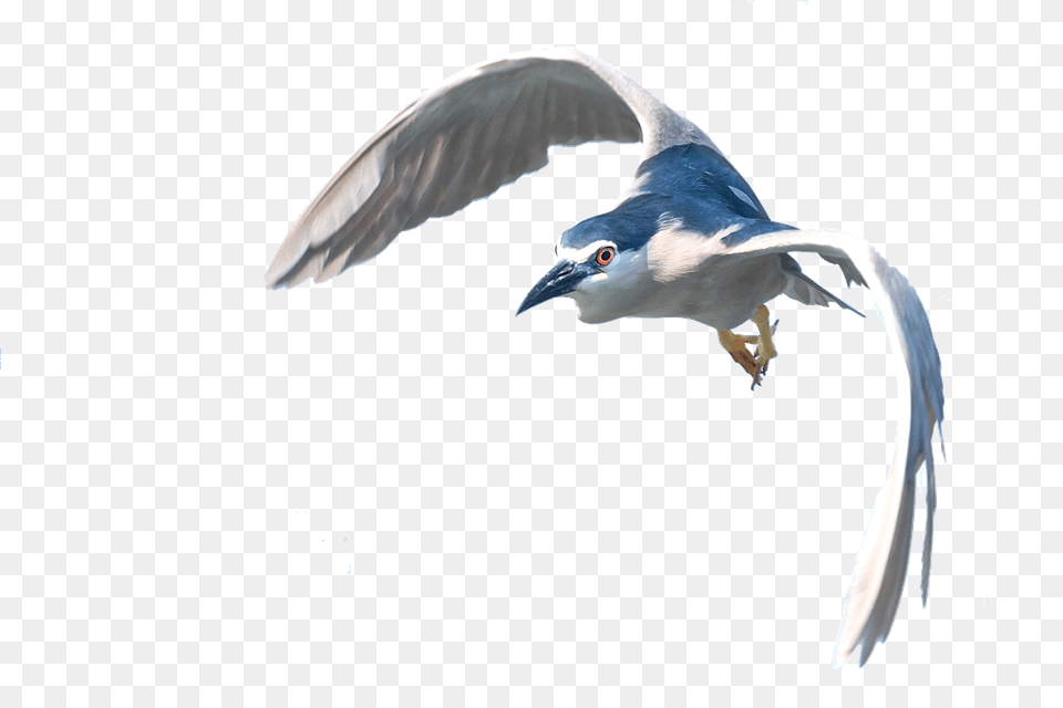 Heron Animal, Bird, Flying, Seagull Free Png