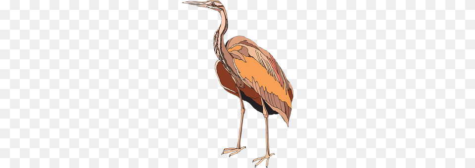 Heron Animal, Bird, Crane Bird, Waterfowl Free Png Download