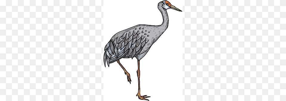 Heron Animal, Bird, Crane Bird, Waterfowl Free Png