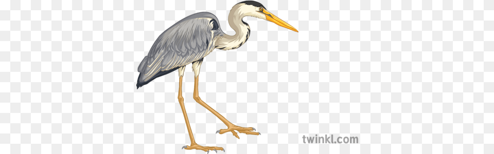 Heron Bird Animal Ecosystems Science Heron Twinkl, Stork, Waterfowl, Beak, Crane Bird Png