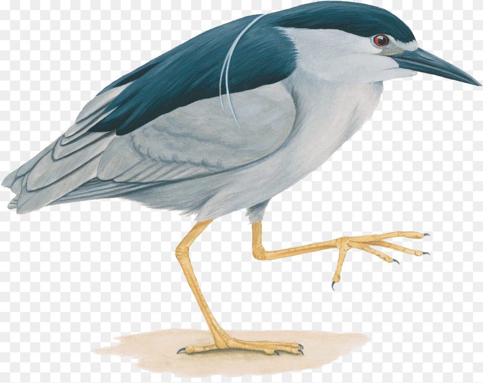 Heron Bird Clipart Yellow Crowned Night Heron Feet, Animal, Waterfowl, Beak Png Image