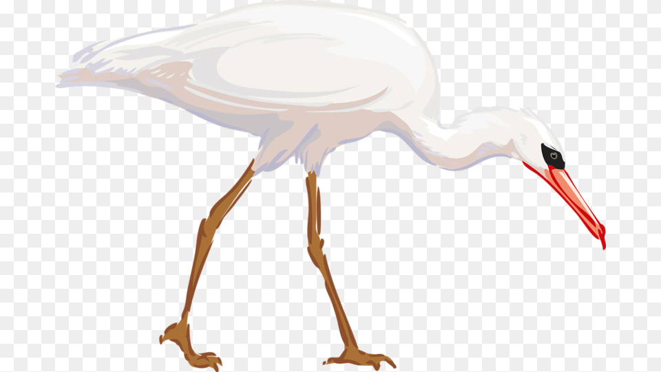 Heron Bird Great Egret Clip Art, Animal, Crane Bird, Waterfowl, Stork Free Png