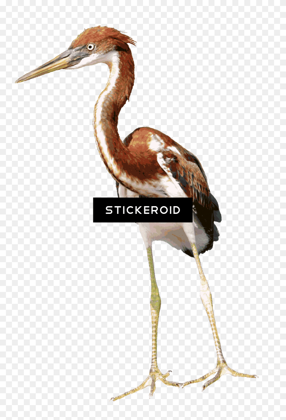 Heron Birds, Animal, Bird, Crane Bird, Waterfowl Png Image