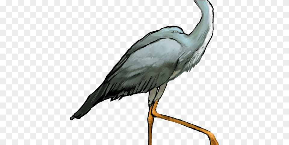 Heron Clipart Crane Bird Great Blue Heron Clipart, Animal, Crane Bird, Waterfowl, Stork Png Image