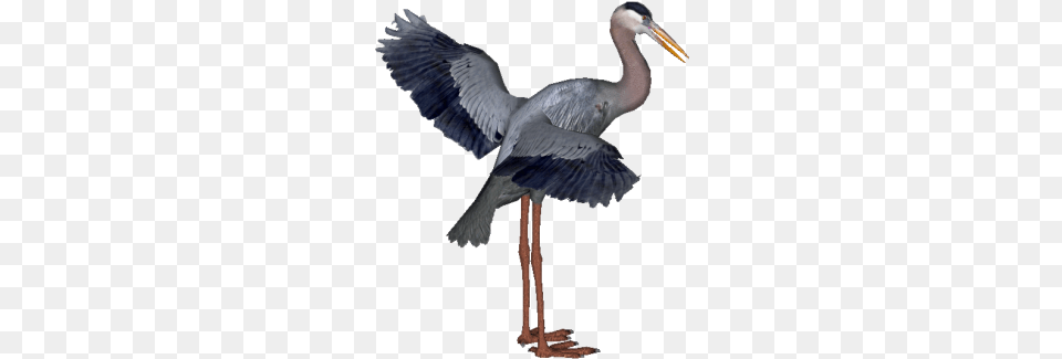 Heron Hd Birds Little Blue Heron Transparent, Animal, Bird, Stork, Waterfowl Png