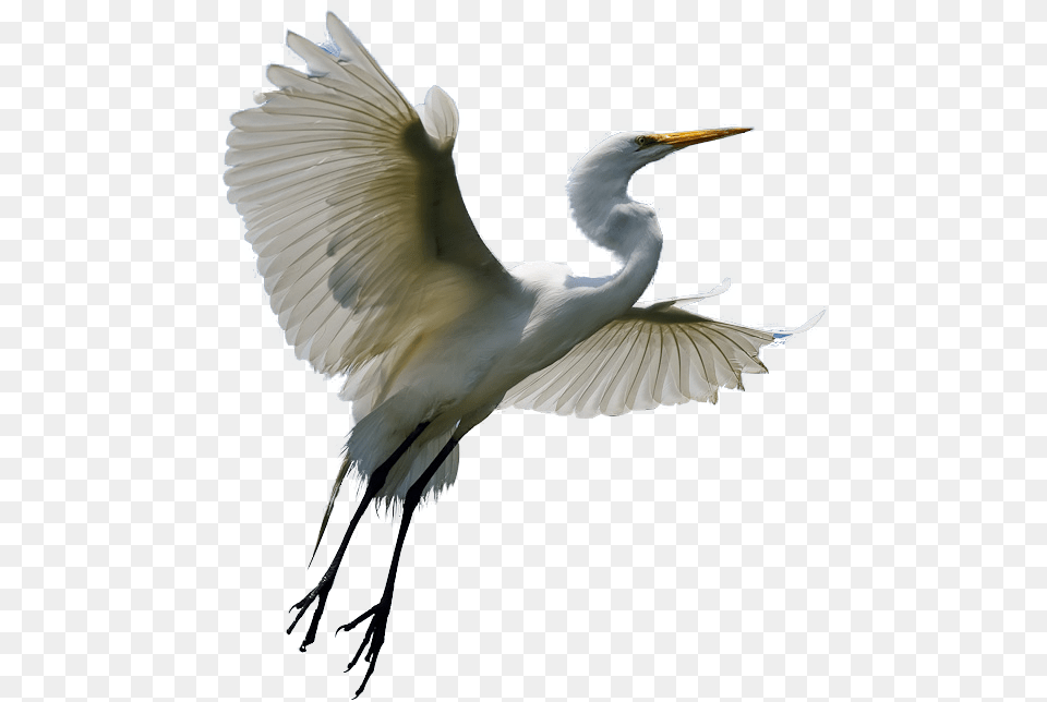 Heron Transparent Background, Animal, Bird, Waterfowl, Crane Bird Free Png Download