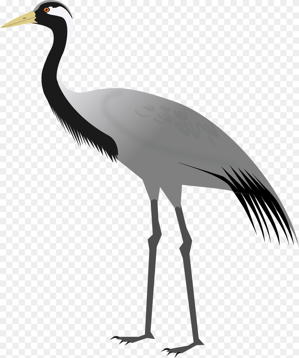 Heron Vector Crane Bird Demoiselle Crane, Animal, Crane Bird, Waterfowl Free Transparent Png