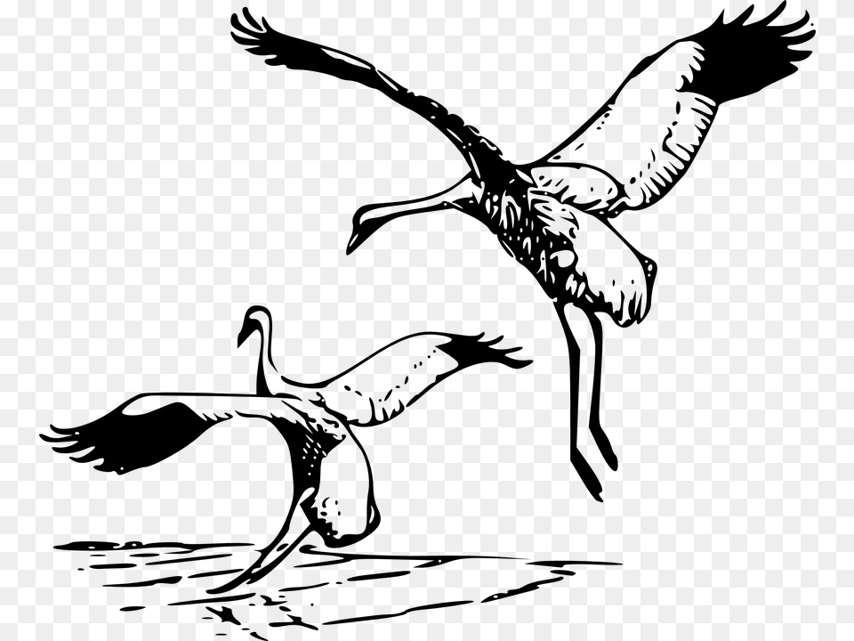 Heron Vector Crane Bird Whooping Cranes Clipart, Gray Free Transparent Png