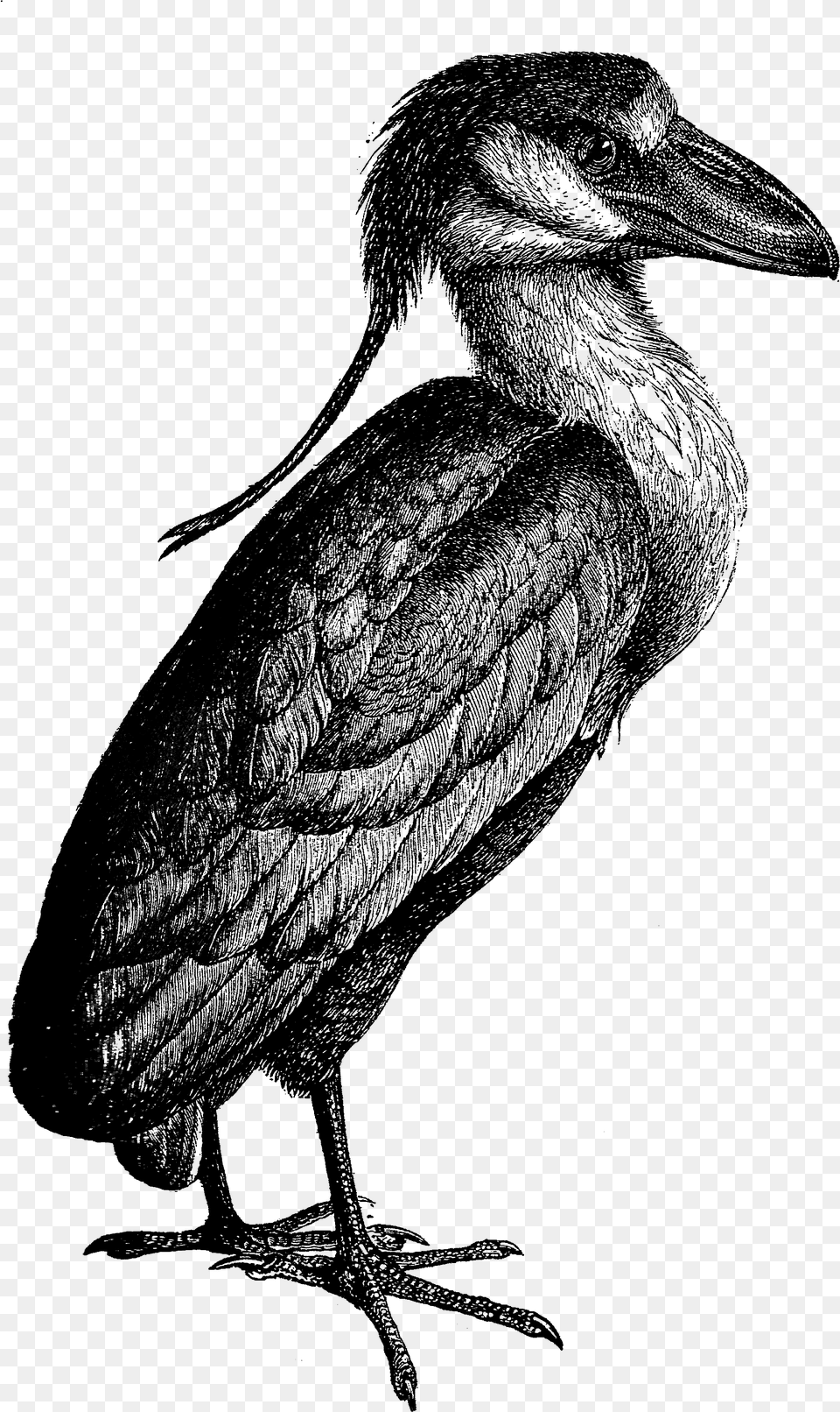 Heron Vintage Clip Art Black And White Clipart Kingfisher, Gray Free Png