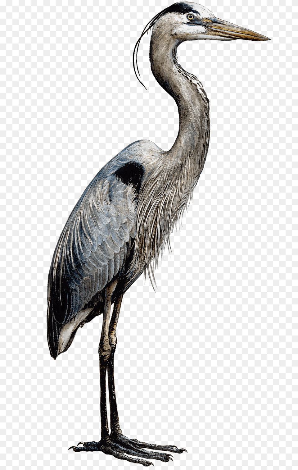Heronsmaller Great Blue Heron, Animal, Bird, Stork, Waterfowl Png Image