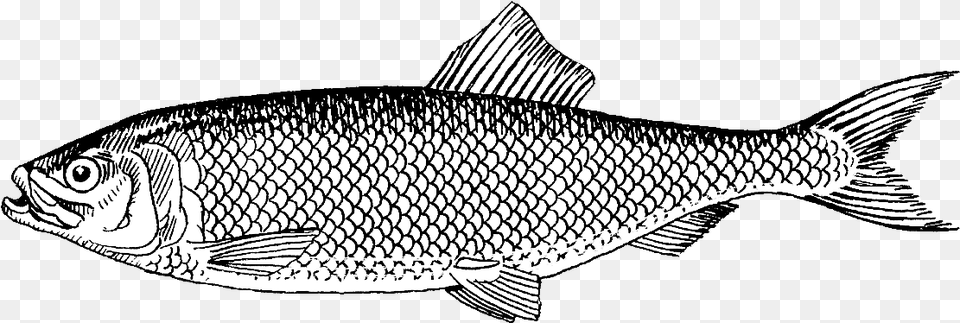 Herring Milk Fish Clipart, Animal, Food, Mullet Fish, Sea Life Free Png