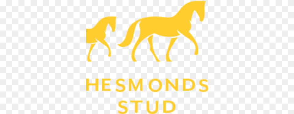 Hesmonds Stud Sumbe English Animal Figure, Colt Horse, Horse, Mammal, Kangaroo Free Transparent Png