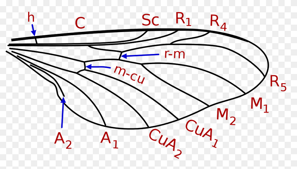 Hesperinidae Wing Veins, Text Png