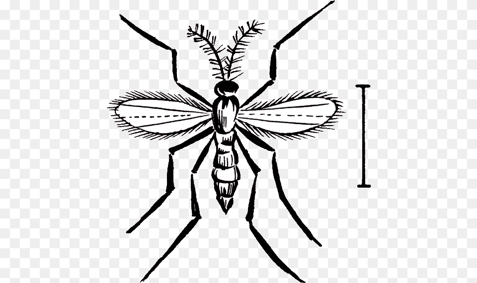 Hessian Fly Bee, Animal, Insect, Invertebrate, Wasp Free Png