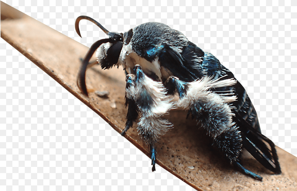 Heterosphecia Tawonoides, Animal, Apidae, Bee, Insect Png Image