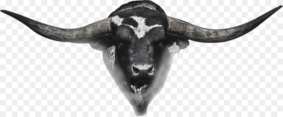 Hetland Horns Bull Head Missouri, Animal, Mammal, Cattle, Livestock Free Png Download