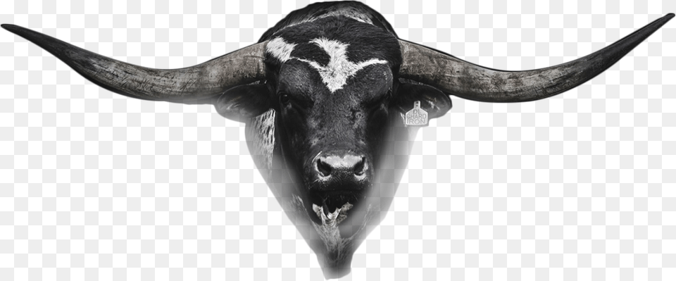 Hetland Horns Bull Head Real Bull Head, Animal, Mammal, Cattle, Livestock Free Png Download