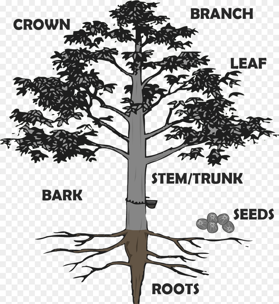 Hevea Brasiliensis Roots, Plant, Tree, Vegetation, Utility Pole Png