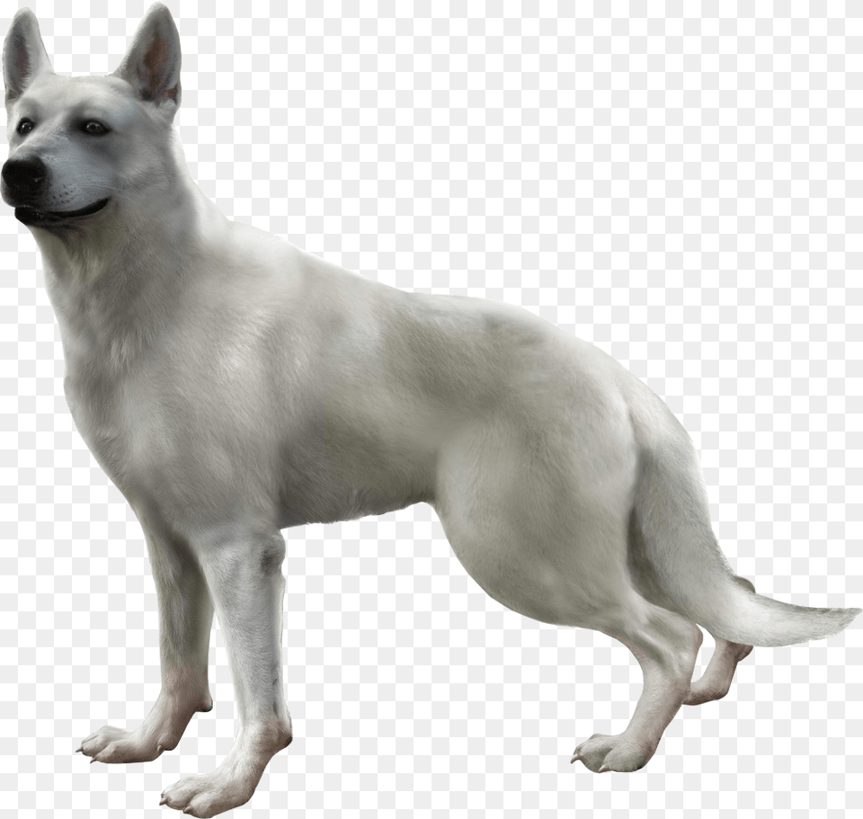 Hewie Haunting Ground, Animal, Canine, Dog, Mammal Png
