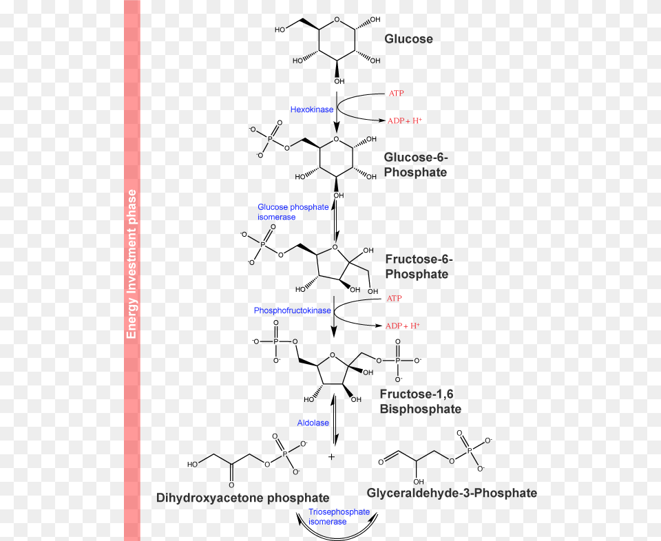Hexokinase Catalyzes The Phosphorylation Of Glucose Glycolysis Reaction, Page, Text Png