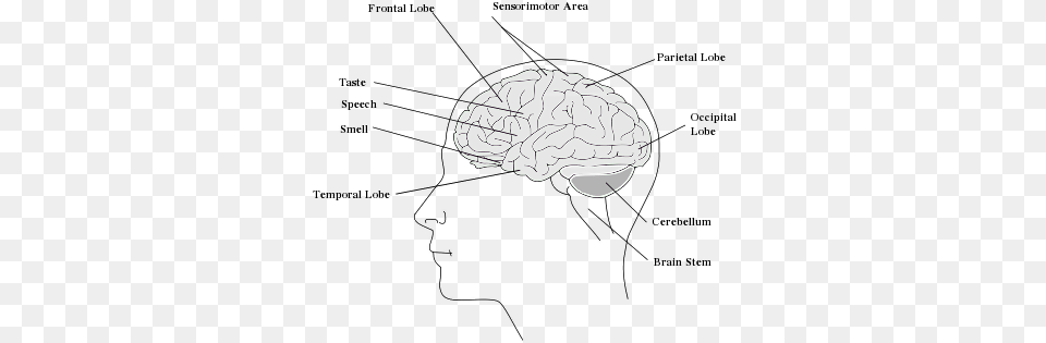 Heypik Support The Human Brain Easy Edit Diagram, Art, Drawing Free Png