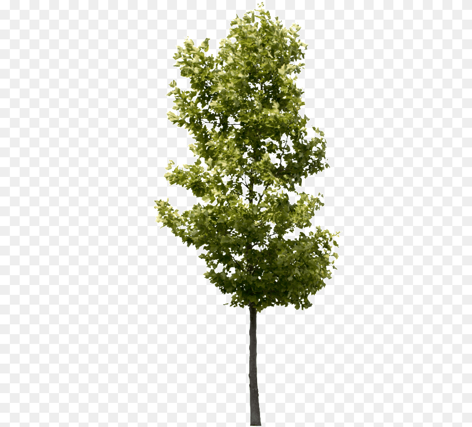 Hgh Quality Tree, Leaf, Maple, Oak, Plant Png Image