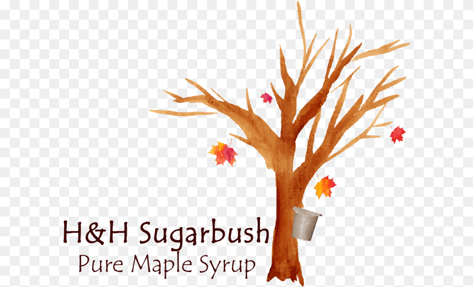 Hh Sugarbush Color Logo, Tree, Plant, Leaf, Adult Free Transparent Png