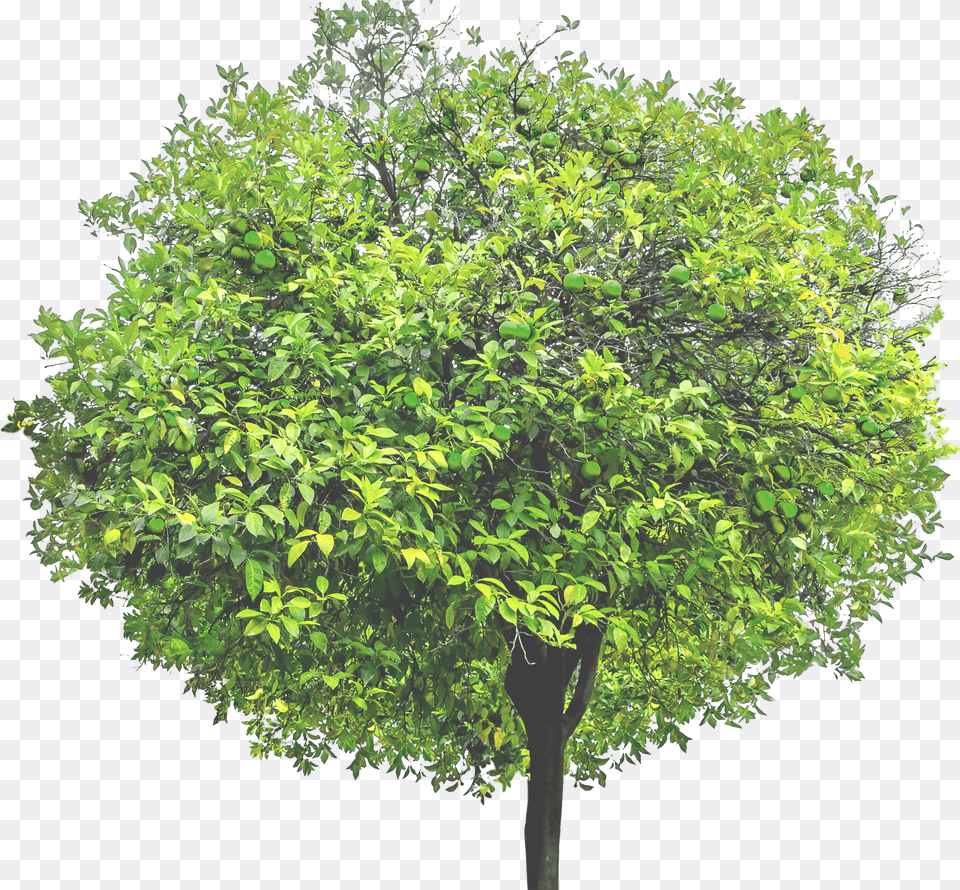 Hhd Plane, Plant, Tree, Vegetation, Maple Free Png