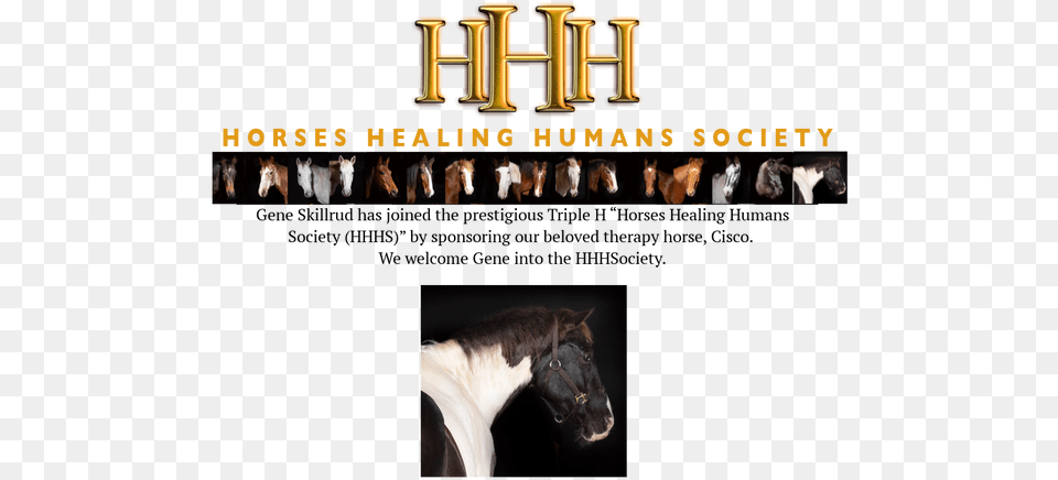 Hhh Society Horse Supplies, Animal, Colt Horse, Mammal, Stallion Free Png