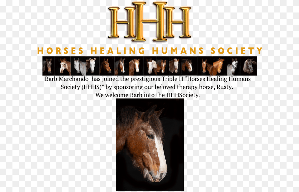 Hhh Society Mustang Horse, Animal, Colt Horse, Mammal, Stallion Free Transparent Png
