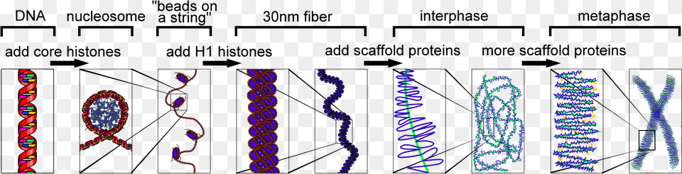 Hi C Chromatin Crosslinking, Light, Pattern, Purple, Neon Png