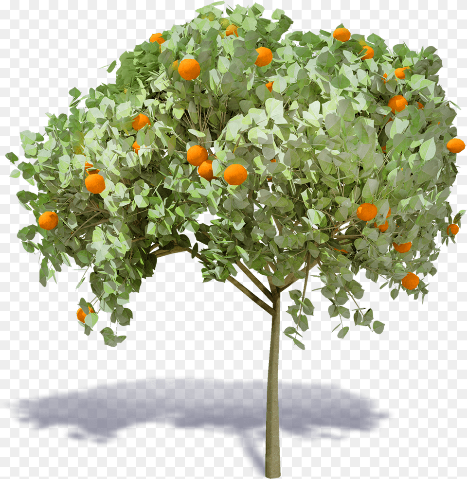 Hi Orange Tree, Citrus Fruit, Food, Fruit, Plant Png Image