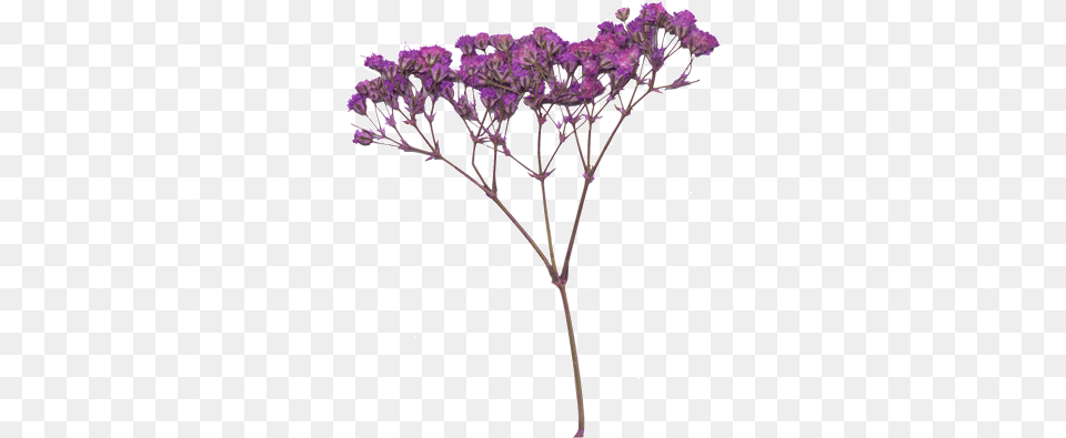 Hi Res Image Of Purple Babyu0027s Breath Breath And Purple Flowers, Flower, Plant Free Transparent Png