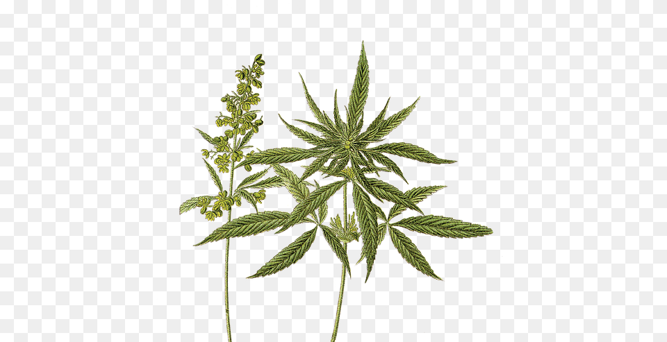 Hi Tide Medical Cannabis Dispensary Ocean City Md Does Marijuana Look Like, Leaf, Plant, Hemp, Grass Free Transparent Png