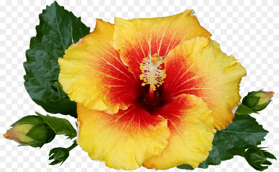 Hibiscus, Flower, Plant, Pollen, Rose Png Image