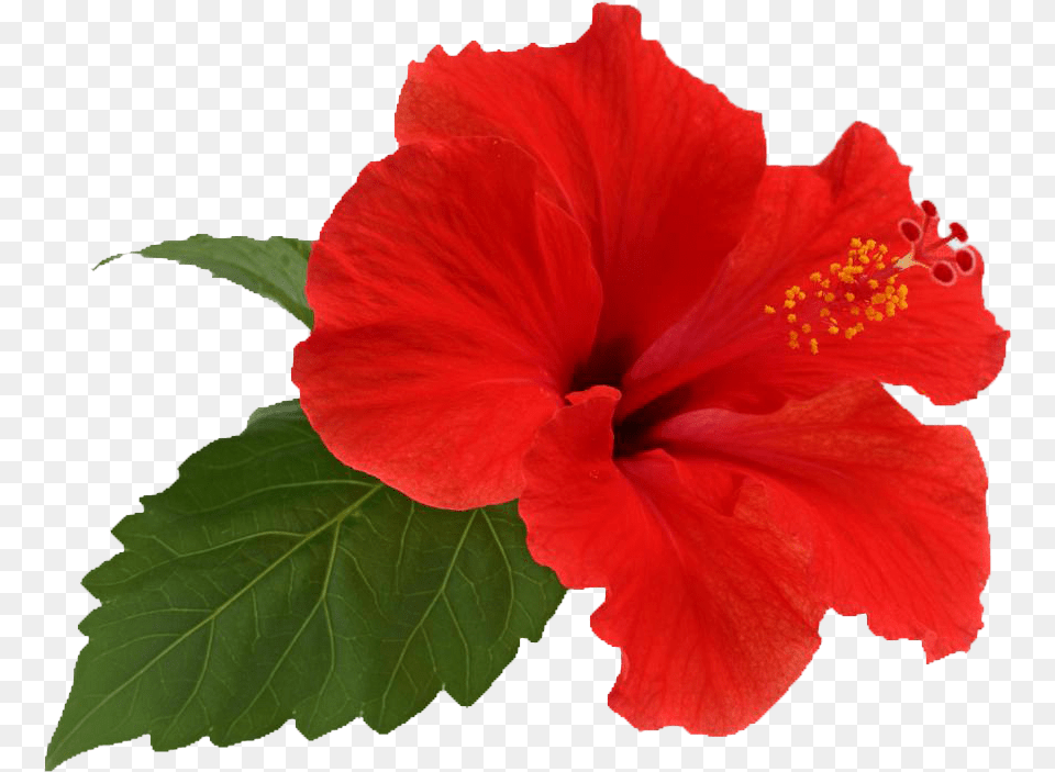 Hibiscus, Flower, Plant, Rose Free Png Download