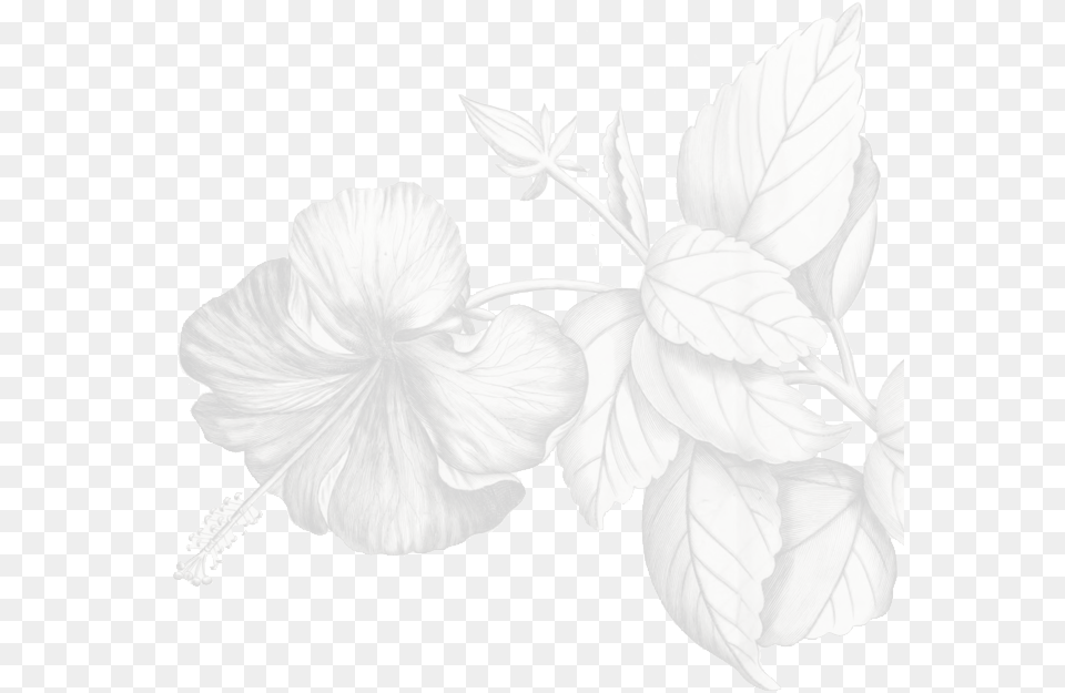 Hibiscus, Flower, Plant, Petal Png