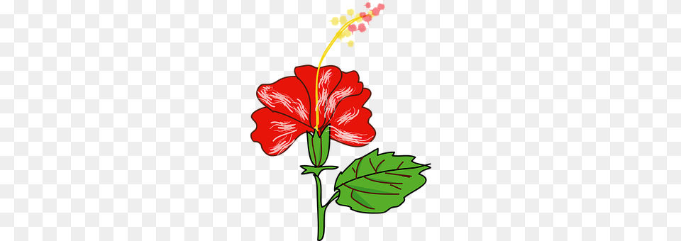Hibiscus Flower, Plant, Dynamite, Weapon Free Png