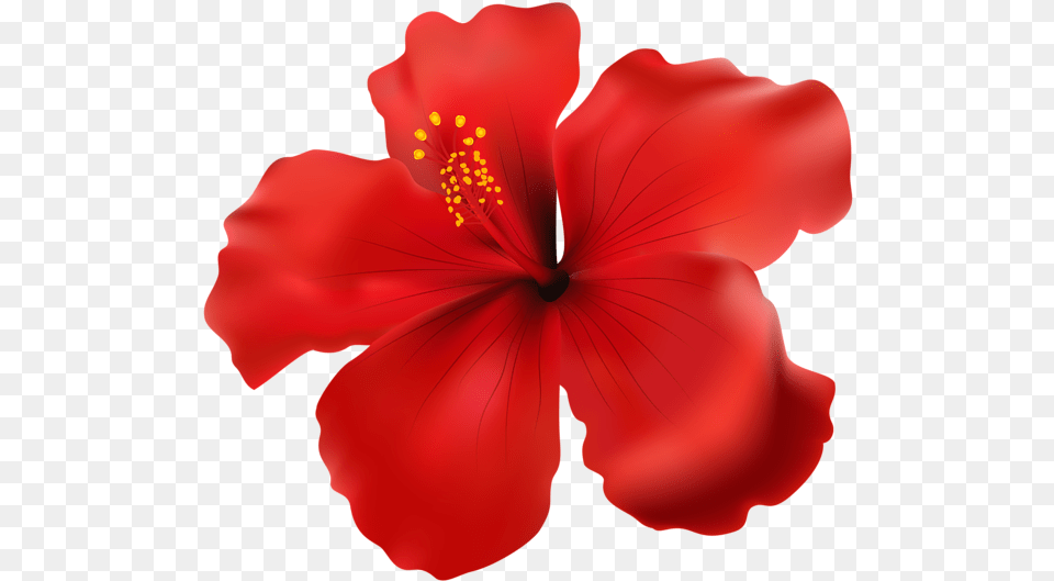 Hibiscus, Flower, Plant, Petal, Person Png