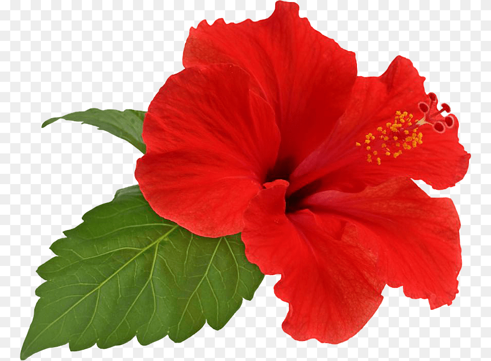 Hibiscus, Flower, Plant Free Png Download