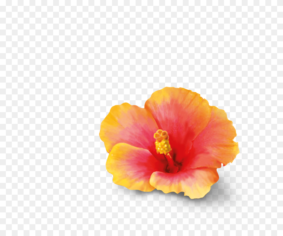 Hibiscus, Flower, Plant, Pollen, Anther Free Png