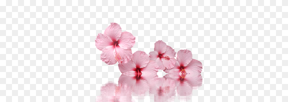 Hibiscus Flower, Plant, Petal Png Image