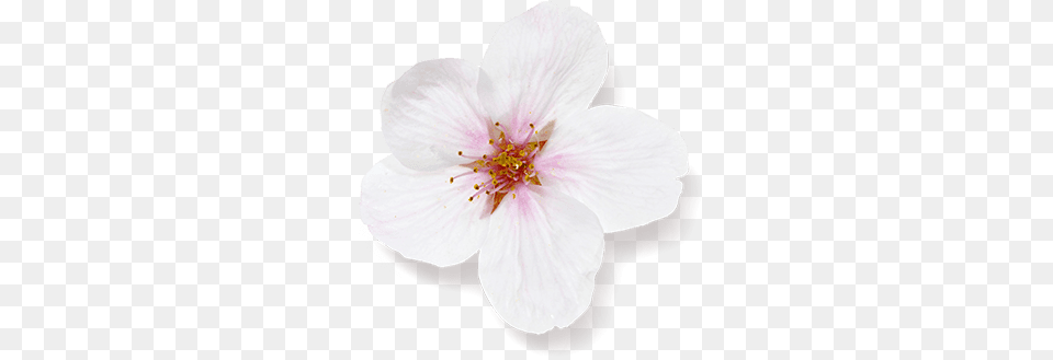 Hibiscus, Flower, Plant, Anther, Petal Free Transparent Png