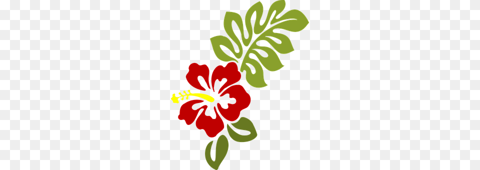 Hibiscus Flower, Plant, Pattern, Person Free Png Download