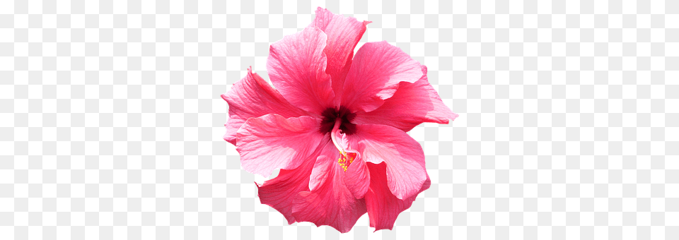 Hibiscus Flower, Plant, Rose Free Png Download