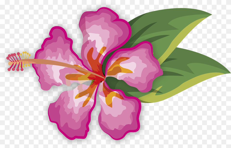 Hibiscus, Flower, Plant, Petal Png Image
